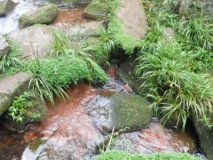 認(rèn)識(shí)中草藥：告訴你民間良藥“石菖蒲”的妙用！