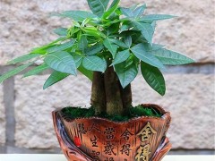 發財樹能在客廳養嗎？發財樹的養護方法有哪些呢？