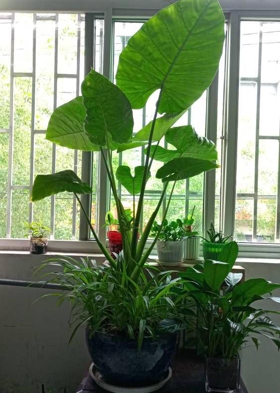 能過冬的室內耐寒綠植_耐寒綠植_北方耐寒綠植