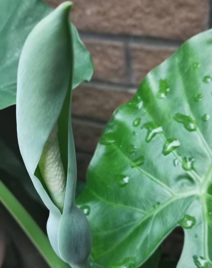 耐寒綠植_北方耐寒綠植_能過冬的室內耐寒綠植