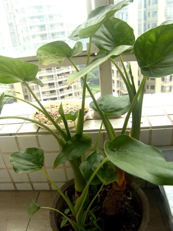 能過冬的室內耐寒綠植_北方耐寒綠植_耐寒綠植