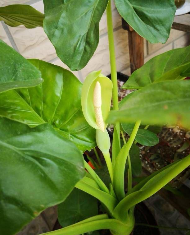 能過冬的室內耐寒綠植_耐寒綠植_北方耐寒綠植