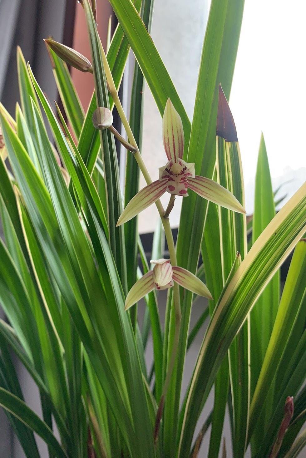 北方耐寒綠植_能過冬的室內耐寒綠植_耐寒綠植