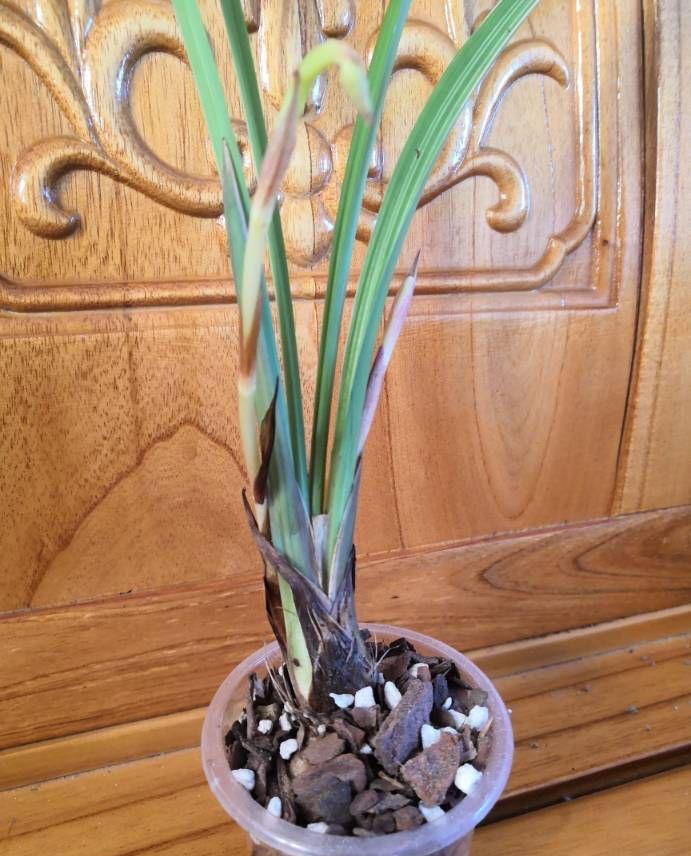 北方耐寒綠植_能過冬的室內耐寒綠植_耐寒綠植