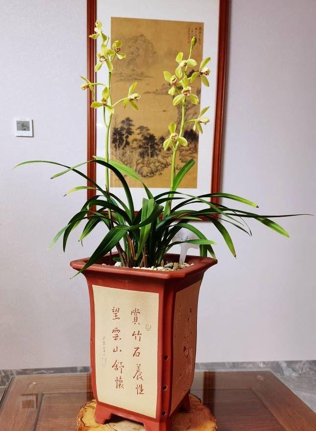 北方耐寒綠植_能過冬的室內耐寒綠植_耐寒綠植