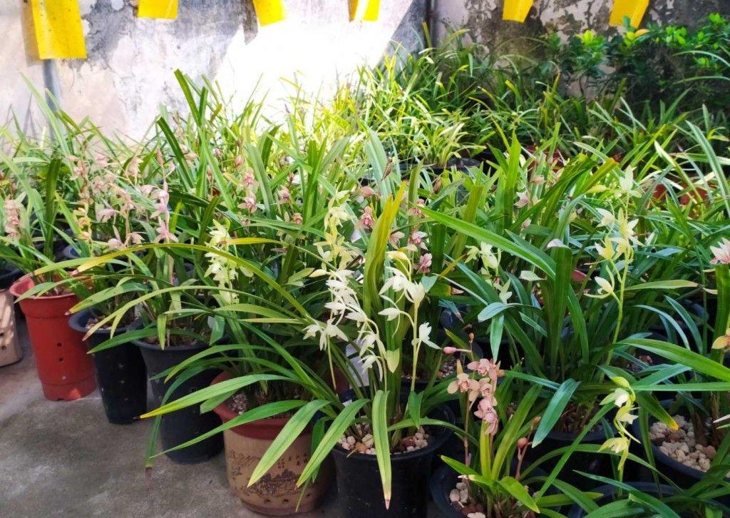 耐寒綠植_能過冬的室內耐寒綠植_北方耐寒綠植