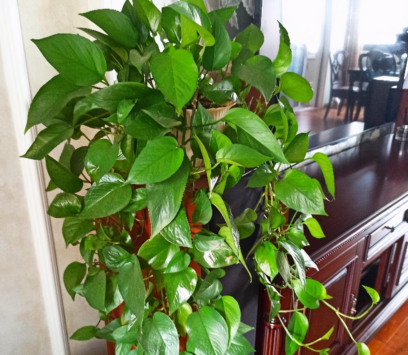 北方耐寒綠植_耐寒綠植_能過冬的室內耐寒綠植