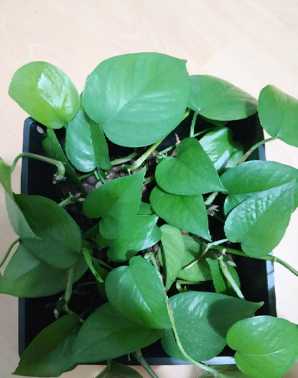 耐寒綠植_能過冬的室內耐寒綠植_北方耐寒綠植