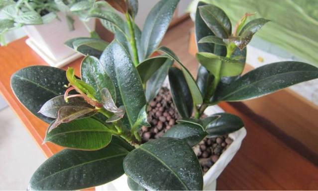 冬季室內適合養什么綠植_冬季室內養什么綠植_冬季室內養綠植適合什么花