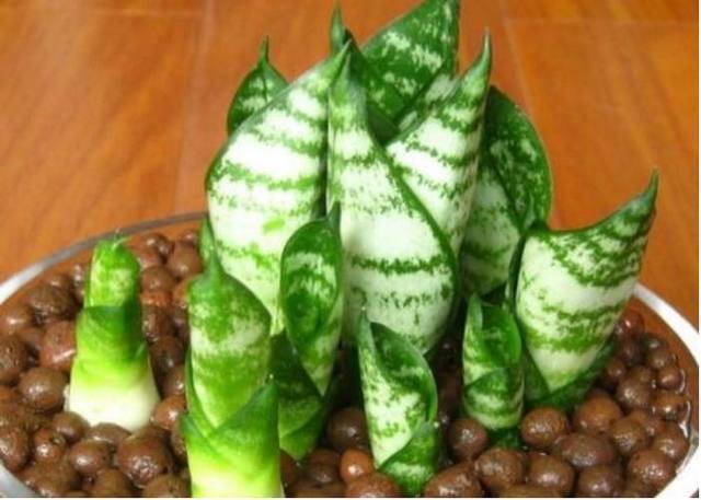 冬季室內適合養什么綠植_冬季室內養什么綠植_冬季室內養綠植適合什么花