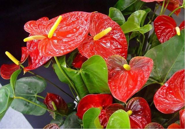 冬季室內適合養什么綠植_冬季室內養綠植適合什么花_冬季室內養什么綠植