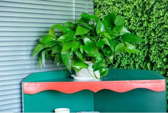 冬季室內適合養什么綠植_冬季室內養綠植適合什么花_冬季室內養什么綠植