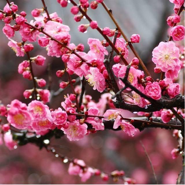 冬季室內養綠植適合什么花_冬季室內適合養什么綠植_冬季室內養什么綠植