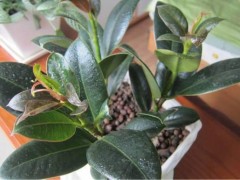 進入冬季后，家里最適合養這5種花卉，天氣越寒冷長得越旺盛！