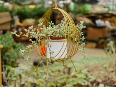 十大皮實好養多肉，最容易養的多肉排名