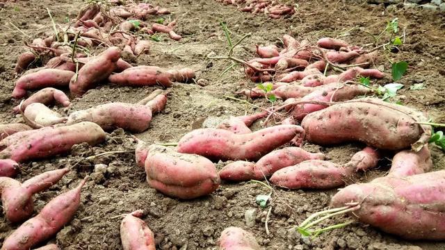 紅薯什么時候種植開始育苗_紅薯種植開始育苗時候要澆水嗎_紅薯種植開始育苗時候澆水嗎