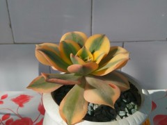 多肉介紹篇，羅列多肉的優缺點，看看你喜歡誰？