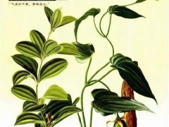 中藥材:百部-直立百部