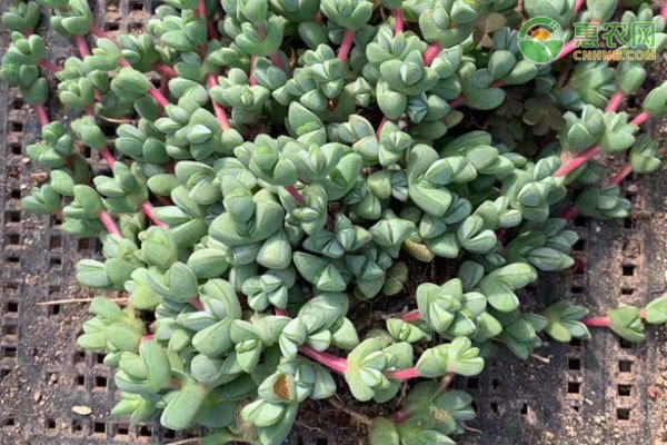 多肉開(kāi)花的有哪些_開(kāi)花植物多肉有哪些品種_多肉植物開(kāi)花有哪些