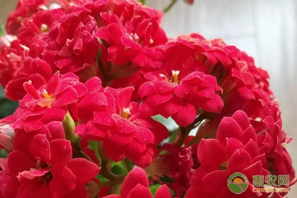 多肉植物開(kāi)花有哪些_開(kāi)花植物多肉有哪些品種_多肉開(kāi)花的有哪些