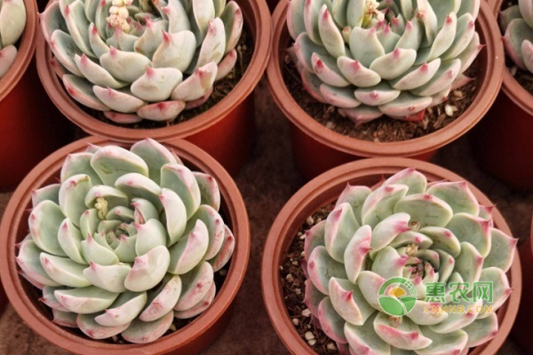 開(kāi)花植物多肉有哪些品種_多肉開(kāi)花的有哪些_多肉植物開(kāi)花有哪些