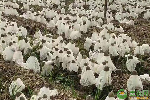 種植業免稅政策_種植業_種植業有哪些種類