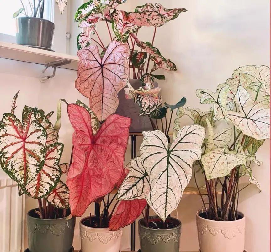 綠植能在陽光下曬嗎_室內陽光綠植見可以養的植物_可以不見陽光的室內綠植