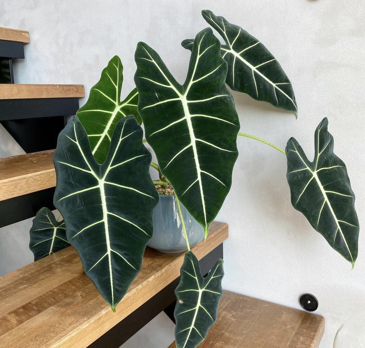 綠植能在陽光下曬嗎_可以不見陽光的室內綠植_室內陽光綠植見可以養的植物