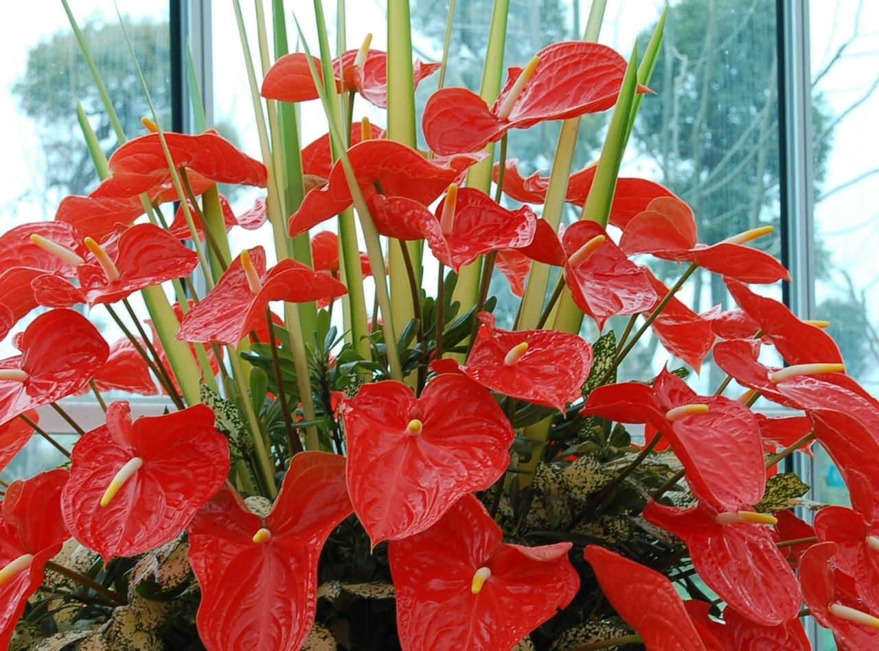 綠植能在陽光下曬嗎_可以不見陽光的室內綠植_室內陽光綠植見可以養的植物