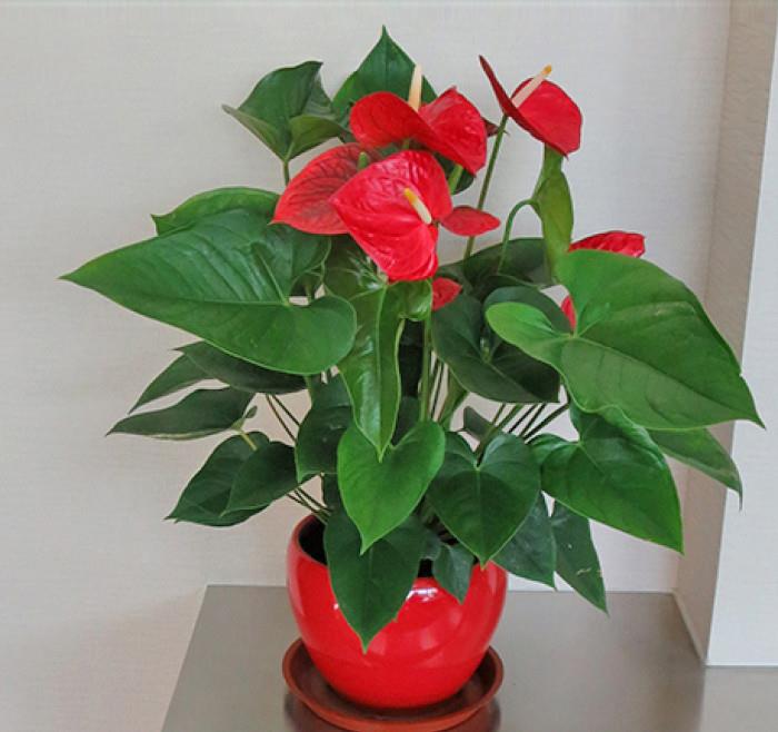 室內陽光綠植見可以養的植物_可以不見陽光的室內綠植_綠植能在陽光下曬嗎