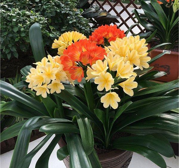 室內陽光綠植見可以養的植物_綠植能在陽光下曬嗎_可以不見陽光的室內綠植