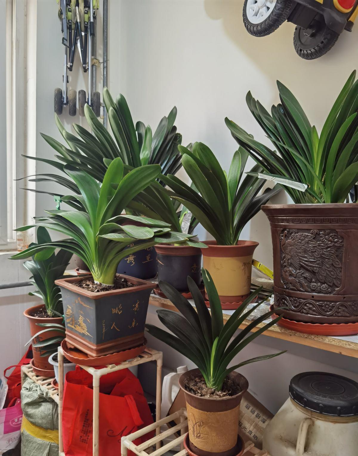 可以不見陽光的室內綠植_室內陽光綠植見可以養的植物_綠植能在陽光下曬嗎