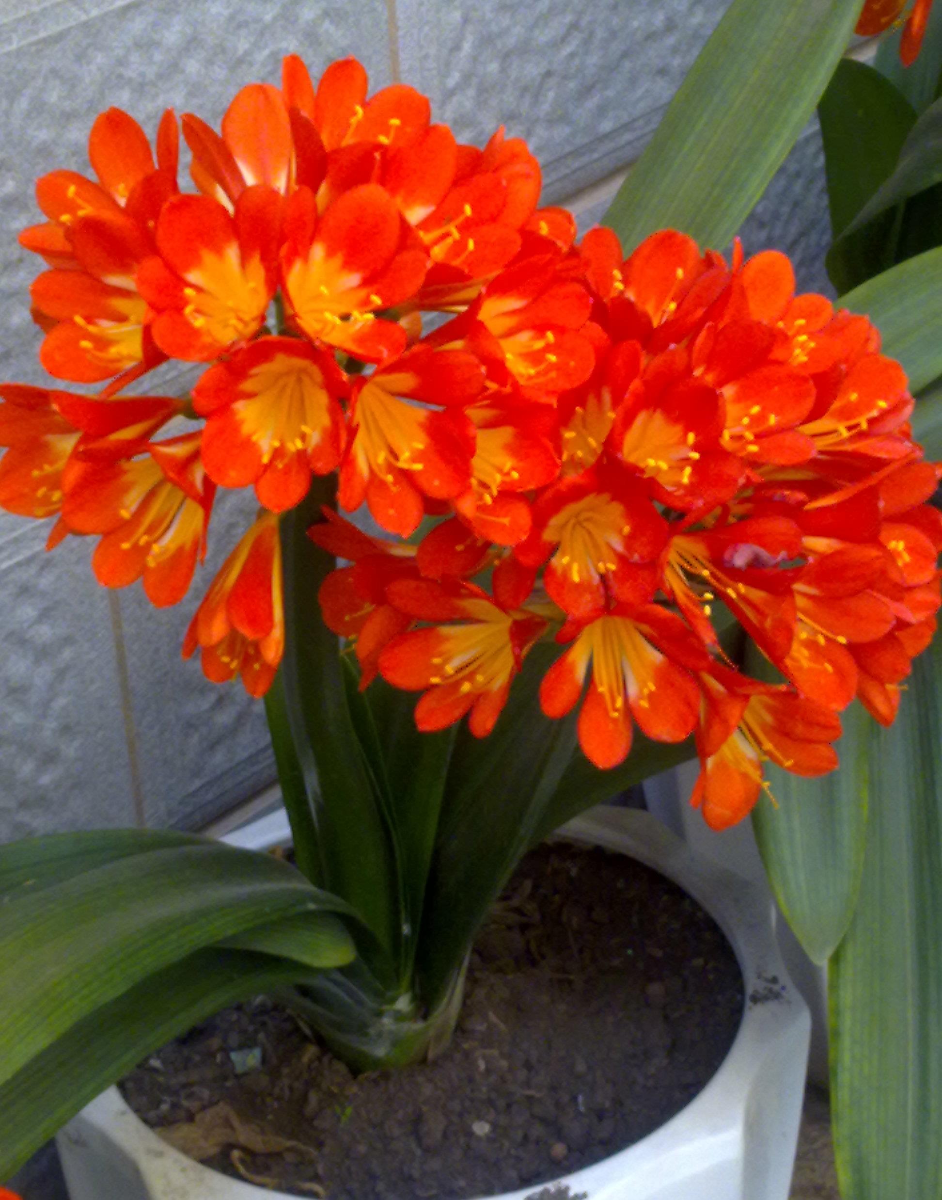 可以不見陽光的室內綠植_綠植能在陽光下曬嗎_室內陽光綠植見可以養的植物