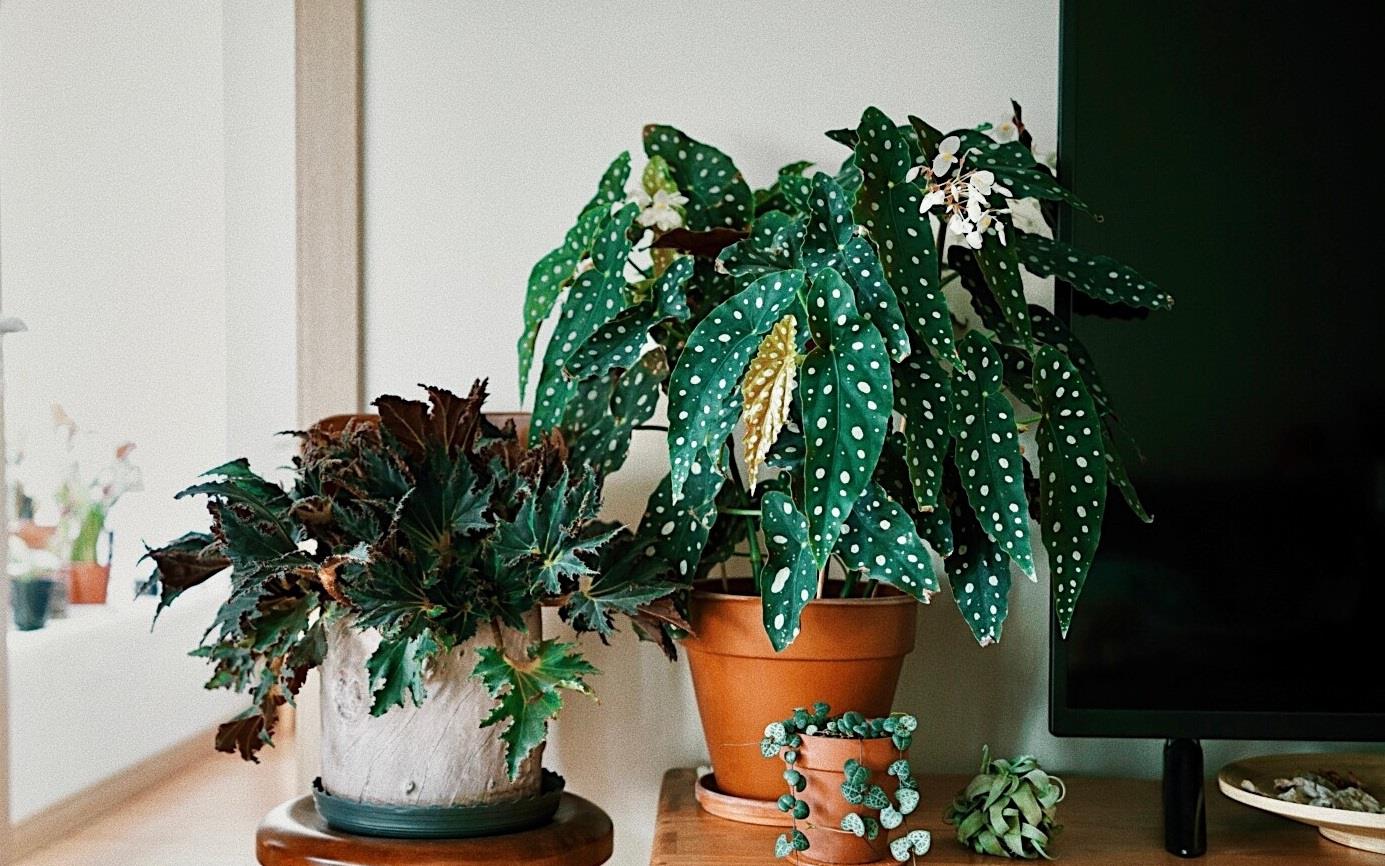 室內陽光綠植見可以養的植物_綠植能在陽光下曬嗎_可以不見陽光的室內綠植