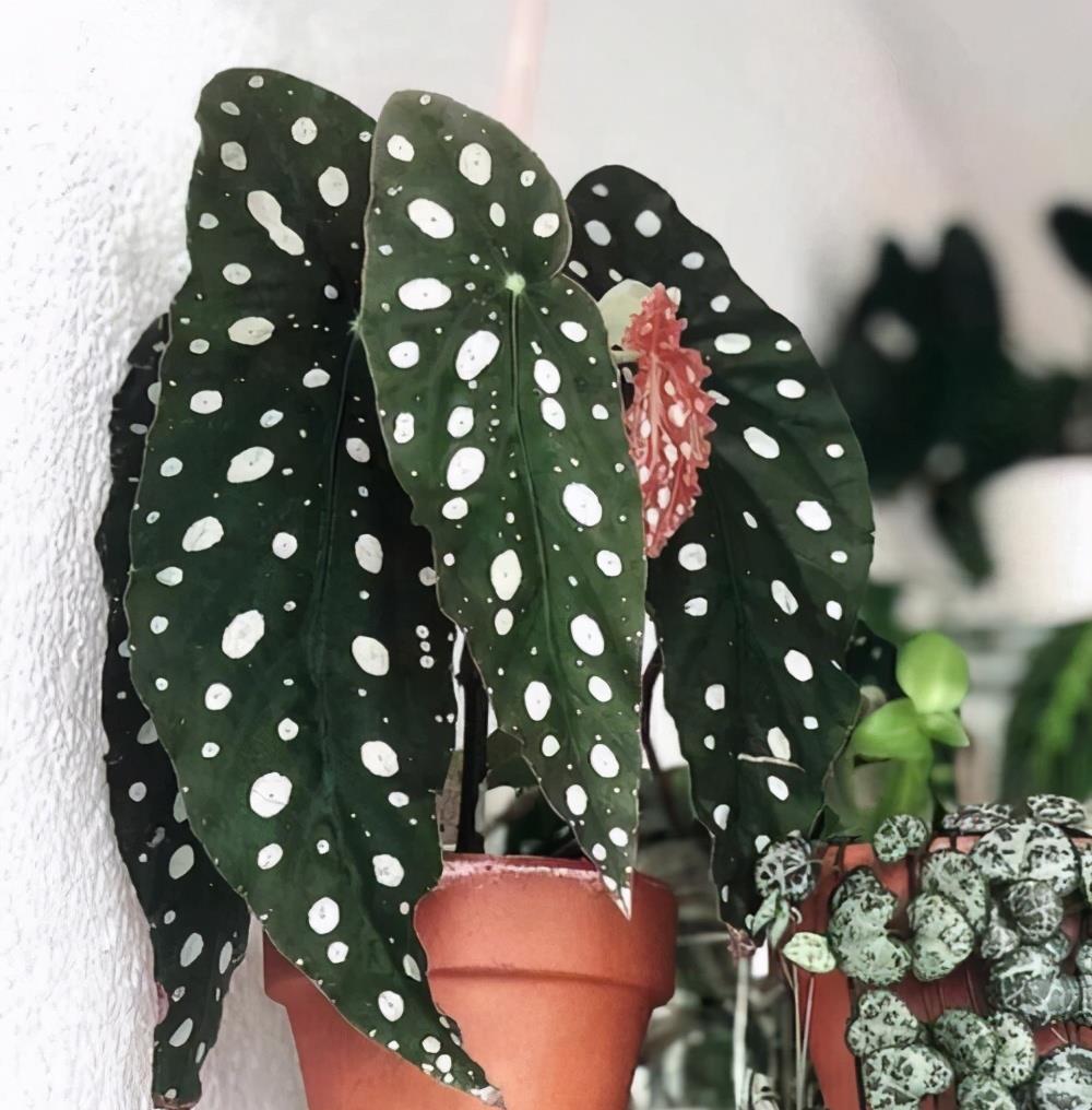 綠植能在陽光下曬嗎_室內陽光綠植見可以養的植物_可以不見陽光的室內綠植