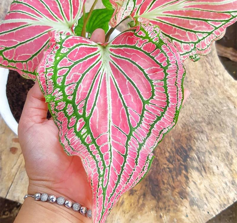 可以不見陽光的室內綠植_綠植能在陽光下曬嗎_室內陽光綠植見可以養的植物