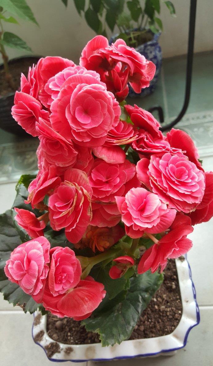 室內陽光綠植見可以養的植物_可以不見陽光的室內綠植_綠植能在陽光下曬嗎