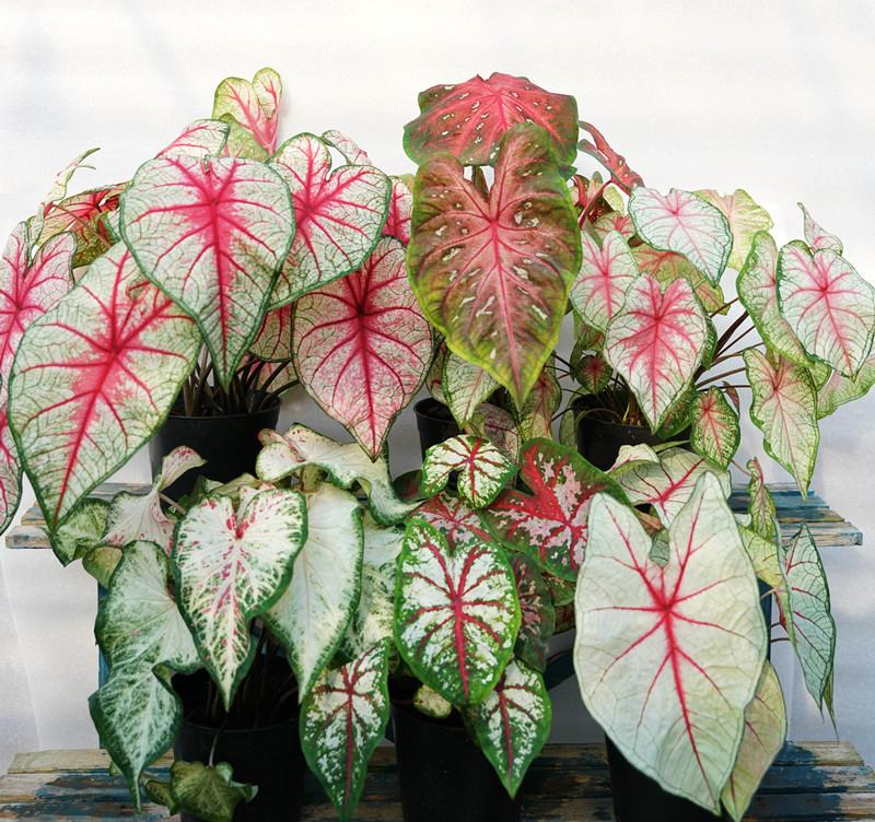 綠植能在陽光下曬嗎_可以不見陽光的室內綠植_室內陽光綠植見可以養的植物