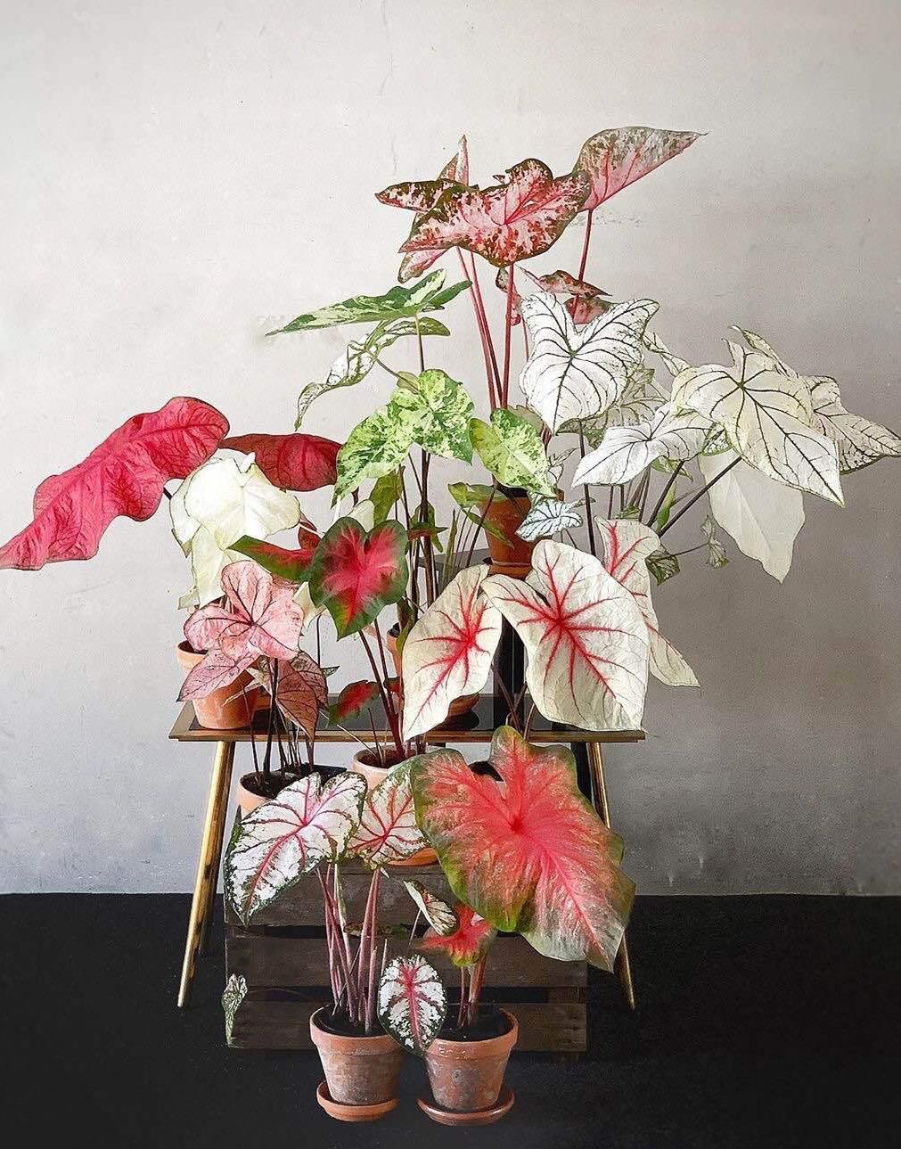 綠植能在陽光下曬嗎_可以不見陽光的室內綠植_室內陽光綠植見可以養的植物