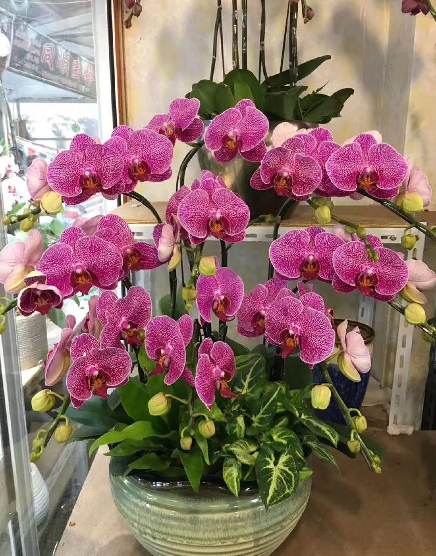 可以不見陽光的室內綠植_室內陽光綠植見可以養的植物_綠植能在陽光下曬嗎