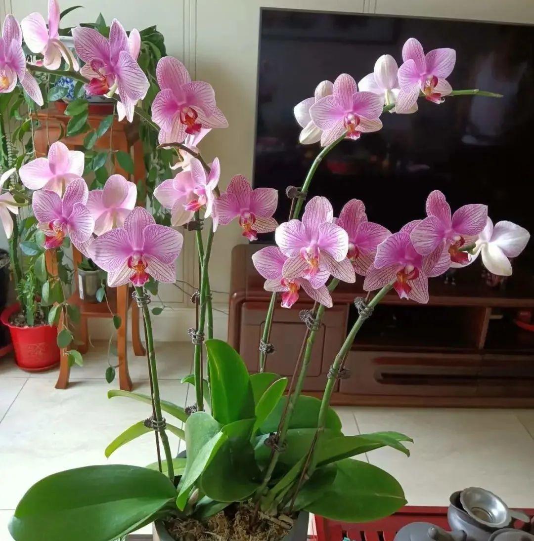 室內陽光綠植見可以養的植物_綠植能在陽光下曬嗎_可以不見陽光的室內綠植