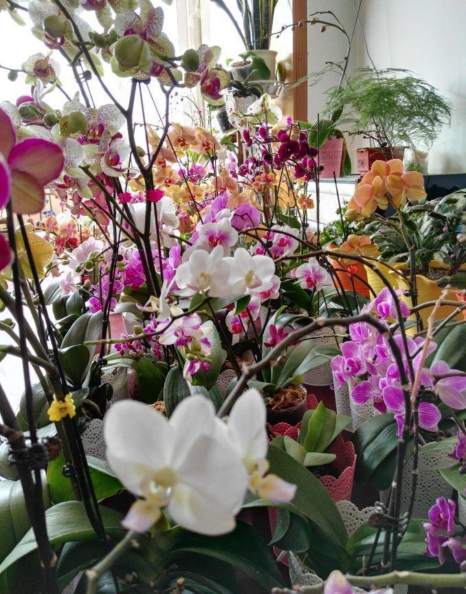 可以不見陽光的室內綠植_綠植能在陽光下曬嗎_室內陽光綠植見可以養的植物