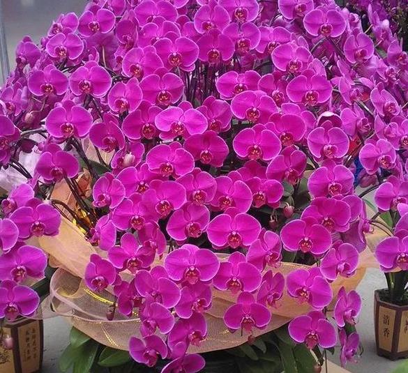 綠植能在陽光下曬嗎_室內陽光綠植見可以養的植物_可以不見陽光的室內綠植