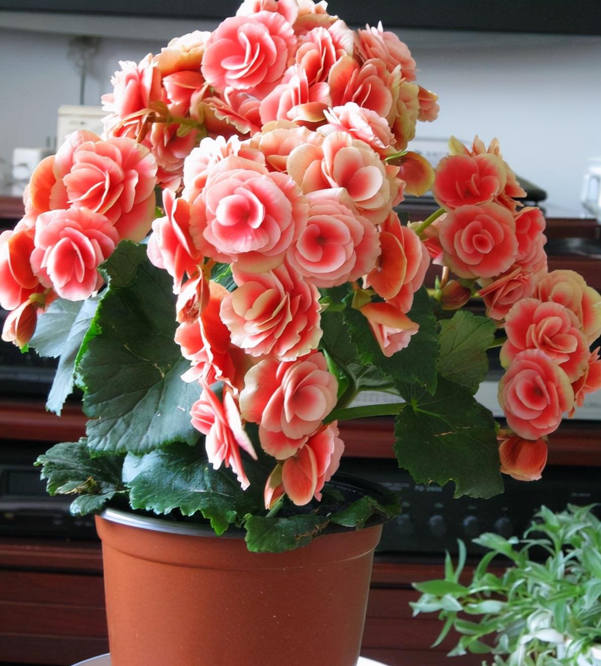 綠植能在陽光下曬嗎_室內陽光綠植見可以養的植物_可以不見陽光的室內綠植