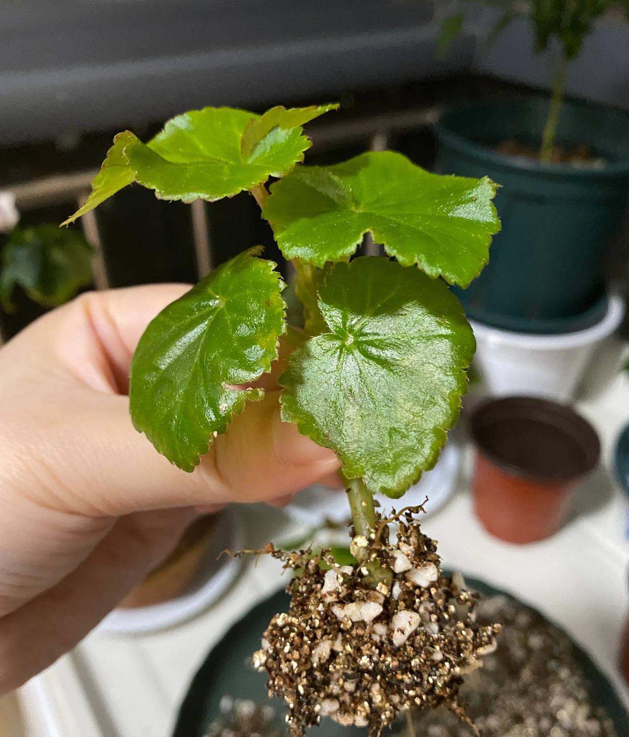室內陽光綠植見可以養的植物_綠植能在陽光下曬嗎_可以不見陽光的室內綠植