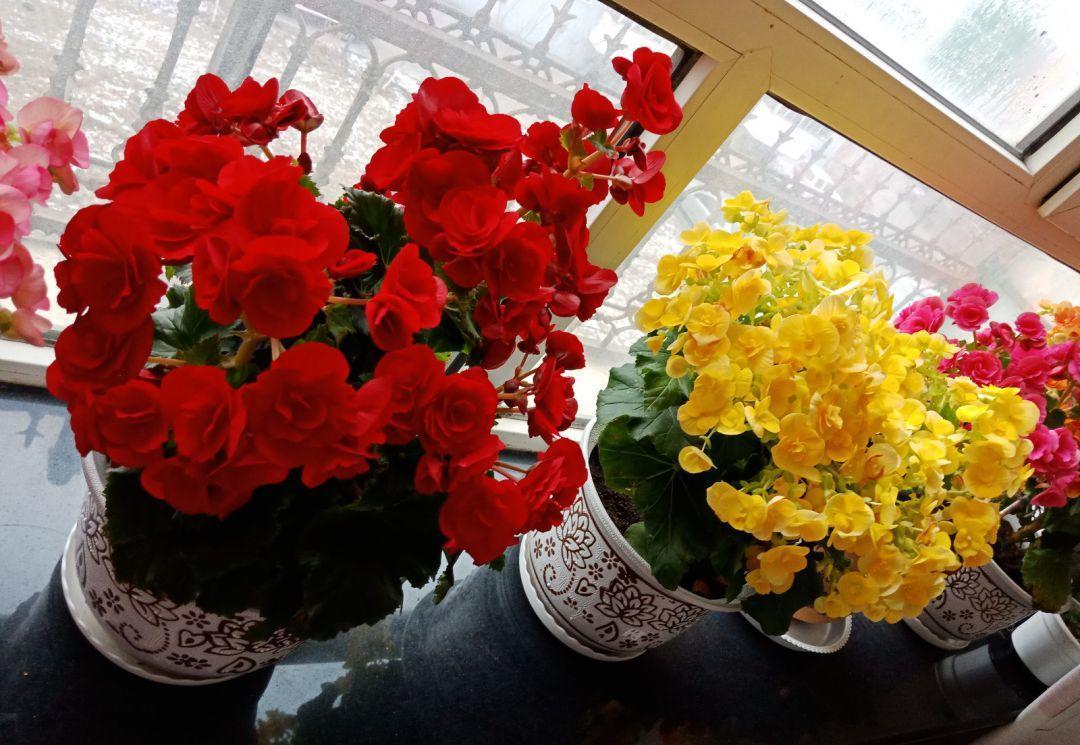 室內陽光綠植見可以養的植物_可以不見陽光的室內綠植_綠植能在陽光下曬嗎