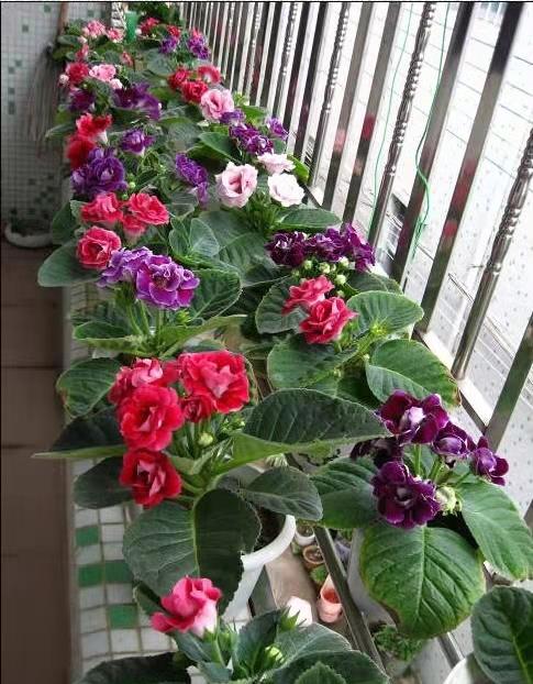 可以不見陽光的室內綠植_室內陽光綠植見可以養的植物_綠植能在陽光下曬嗎