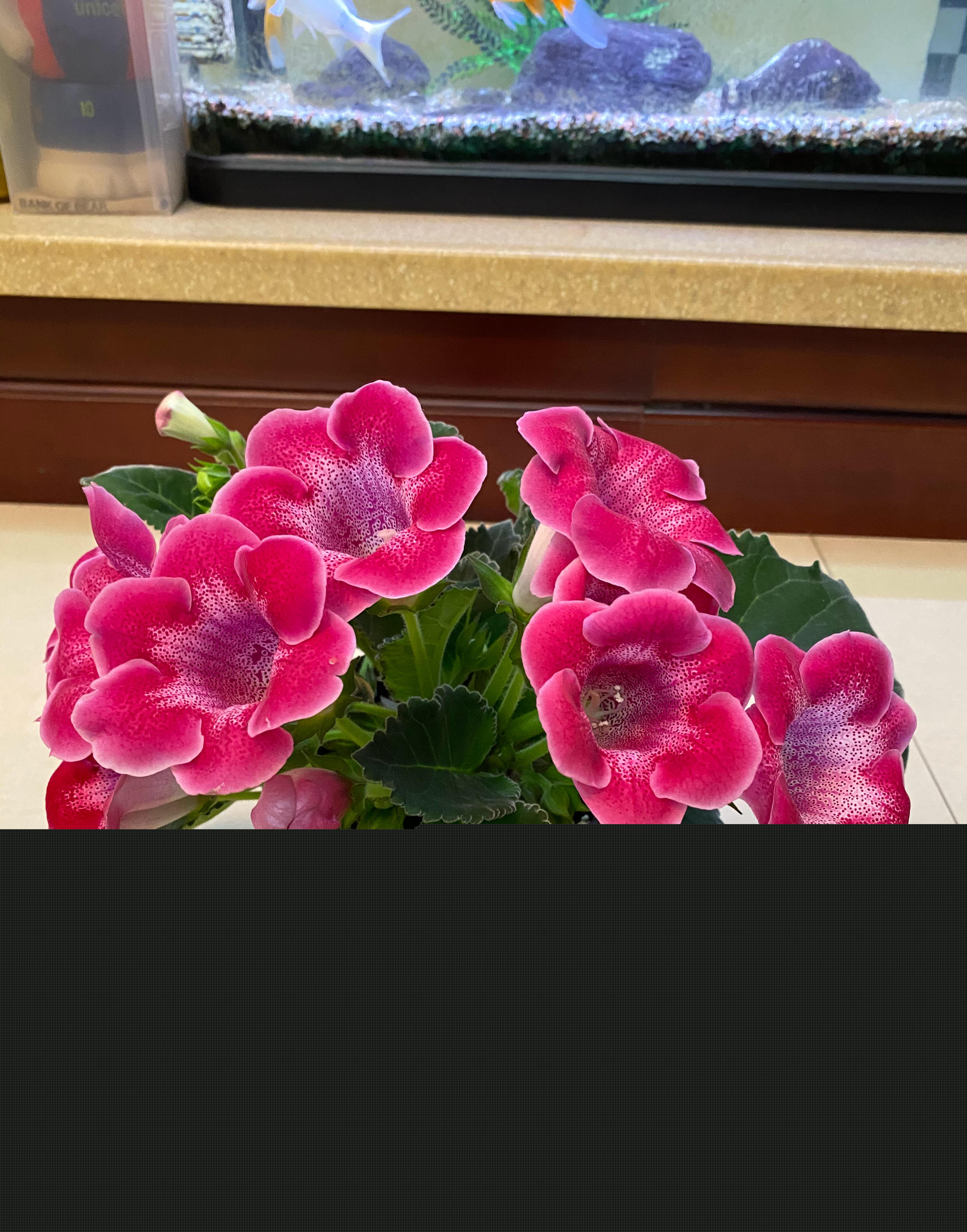 室內陽光綠植見可以養的植物_綠植能在陽光下曬嗎_可以不見陽光的室內綠植