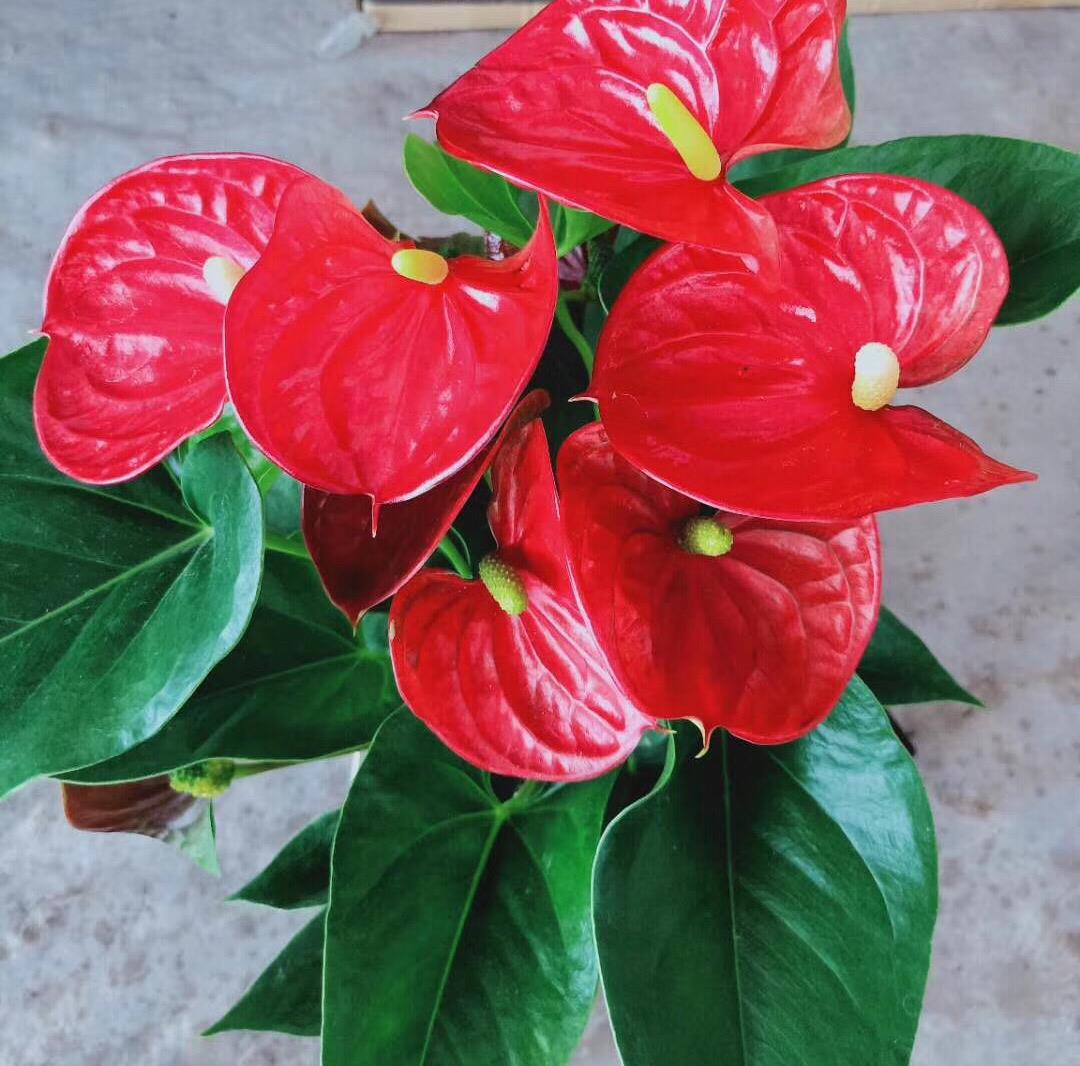 可以不見陽光的室內綠植_綠植能在陽光下曬嗎_室內陽光綠植見可以養的植物