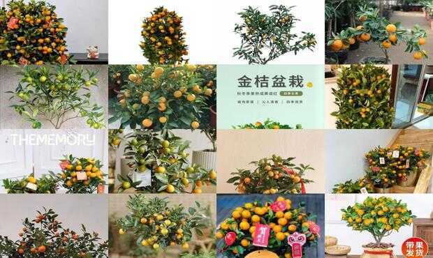金桔盆栽種植方法和注意事項(xiàng)_盆栽金桔種植技術(shù)_盆栽金桔的飼養(yǎng)方法